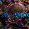 Guru4Invest has completed a major update of its security systems